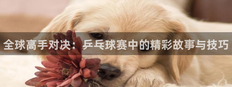 全球高手对决：乒乓球赛中的精彩故事与技巧