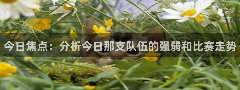 今日焦点：分析今日那支队伍的强弱和比赛走势